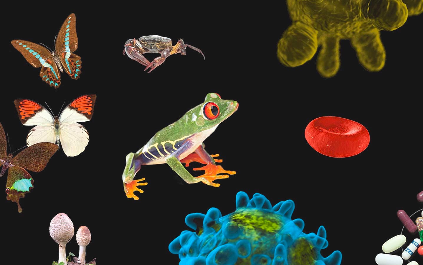 A collage of various biological elements against a black background, including a brightly colored frog, butterflies, a crab, mushrooms, a red blood cell, a blue virus, and other microscopic structures and pills.