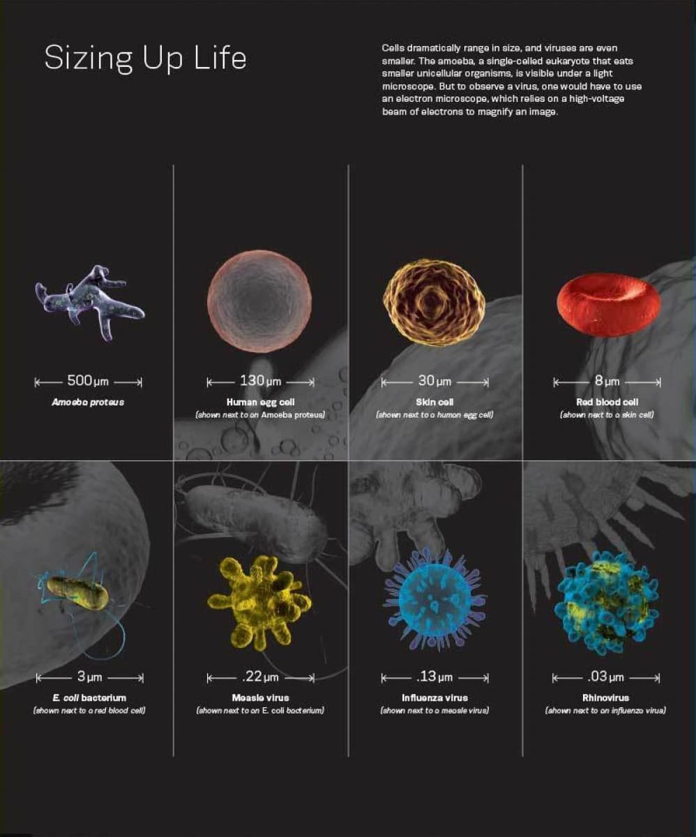 An infographic titled "Sizing Up Life" depicts various microorganisms and cells at different magnifications. It includes amoebas, human egg cells, human red blood cells, E. coli, Mimivirus, HIV, Influenza virus, and Rhinovirus, each with size measurements.