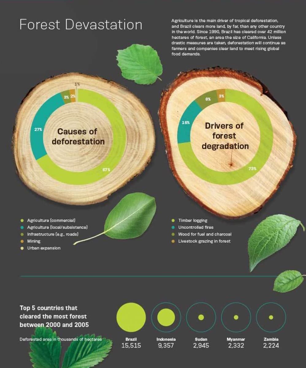 Infographic showing "Forest Devastation." One tree ring diagram illustrates the causes of deforestation: agriculture (commercial and subsistence), infrastructure, mining, and urban expansion. Another tree ring diagram shows drivers of forest degradation: logging, fires, livestock, and fuel. A chart lists top 5 countries that cleared the most forest between 2000 and 2005: Brazil, Indonesia, Sudan, Myanmar, Zambia.
