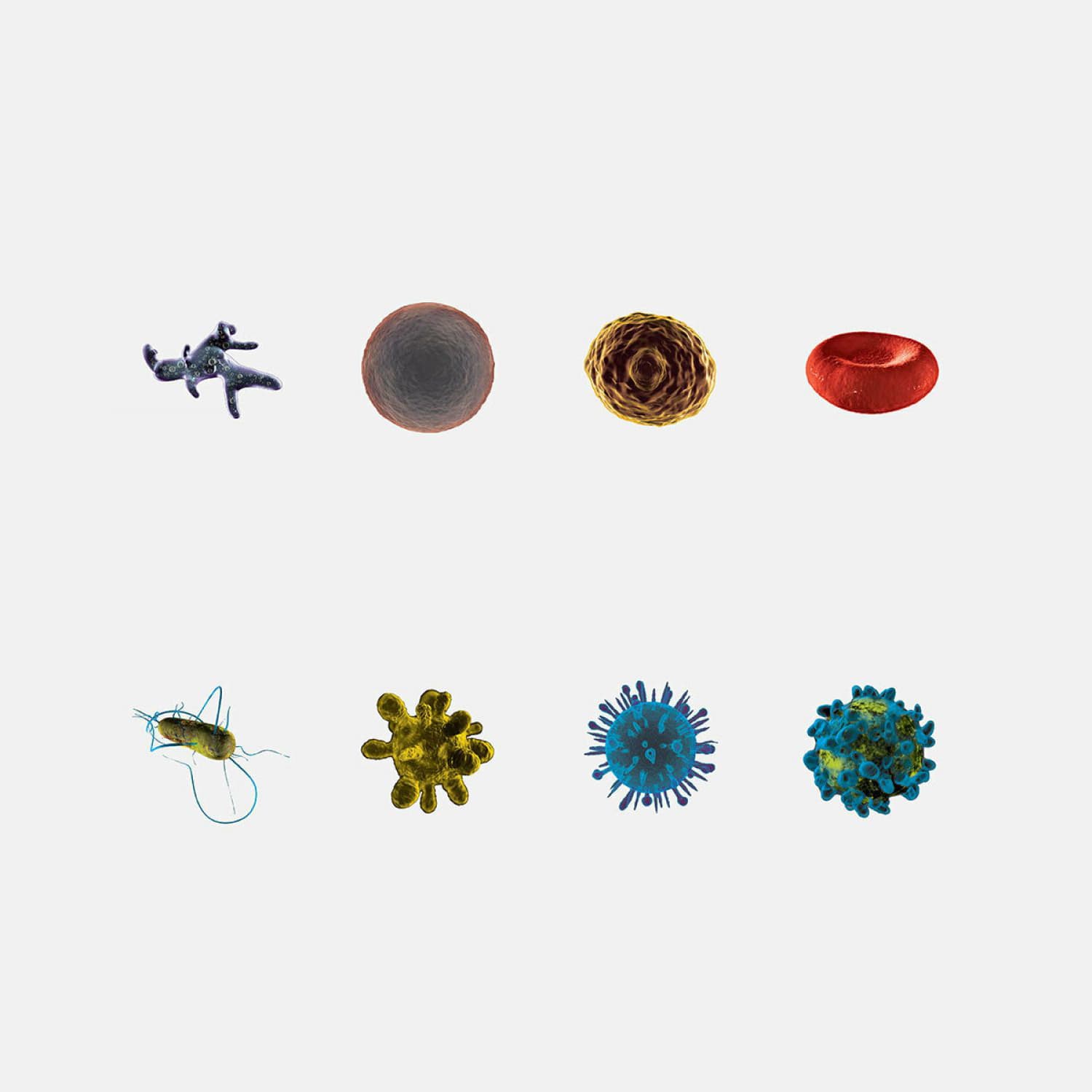 Image of various microscopic organisms and cells arranged in two rows against a white background. Top row features a bacterium, a lymphocyte, a platelet, and a red blood cell. Bottom row shows a virus, a bacterium, another virus, and a white blood cell.