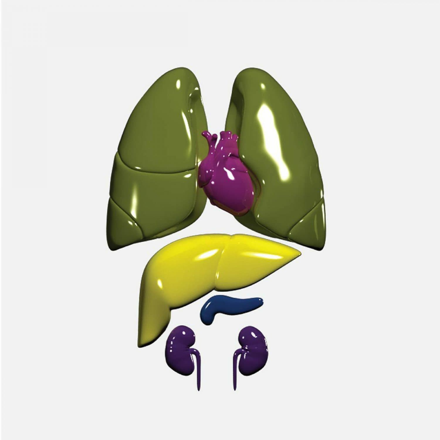 A 3D rendering of human internal organs on a white background, featuring the lungs, heart, liver, pancreas, and kidneys in various bright colors. The organs are depicted in a simplified, stylized manner.