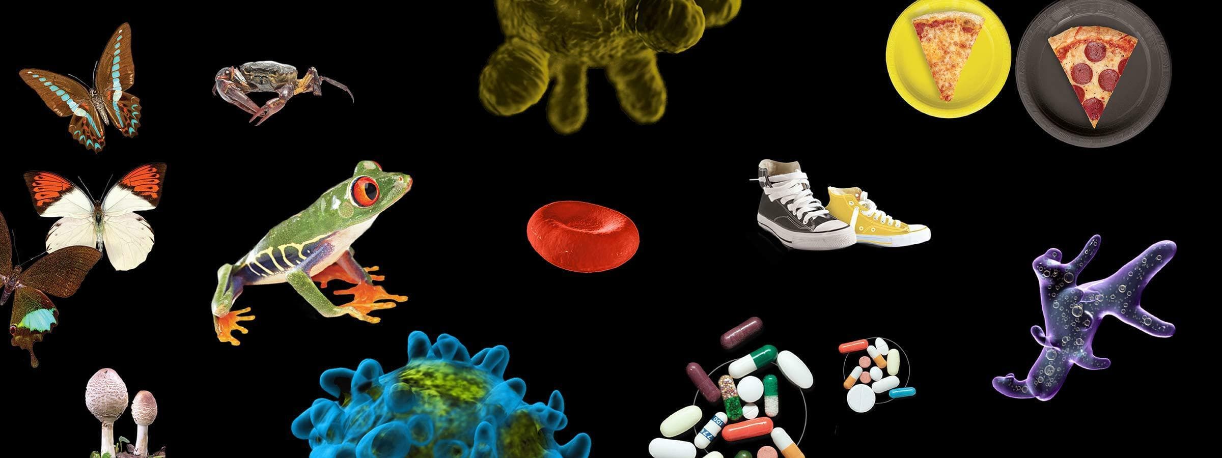 A collage against a black background featuring various objects: a frog, butterflies, sneakers, mushrooms, slices of pizza on plates, capsules, pills, a red blood cell, and microscopic organisms.
