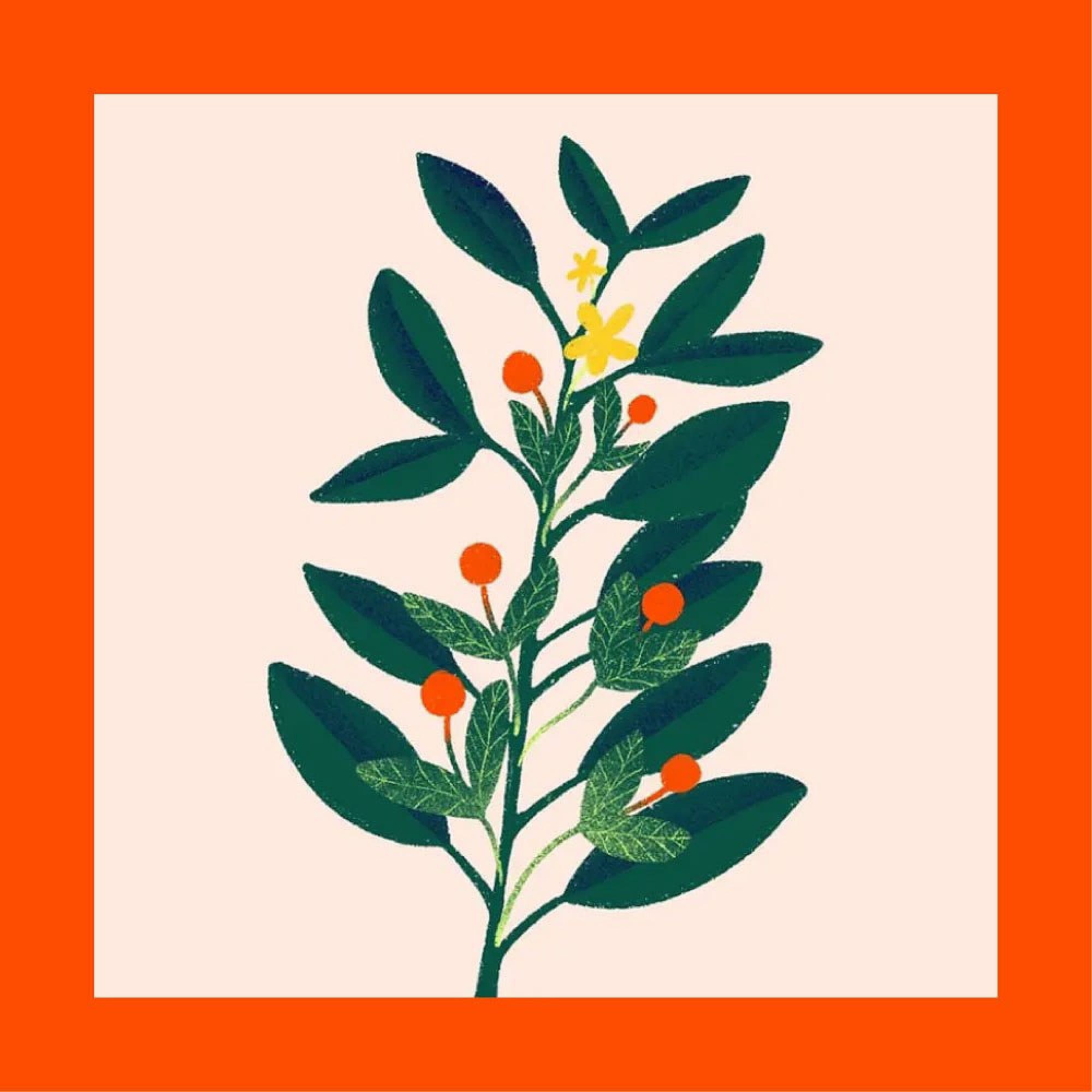 Illustration of a green leafy plant with small red berries and a single yellow flower, centered on a light background with a thick orange border.