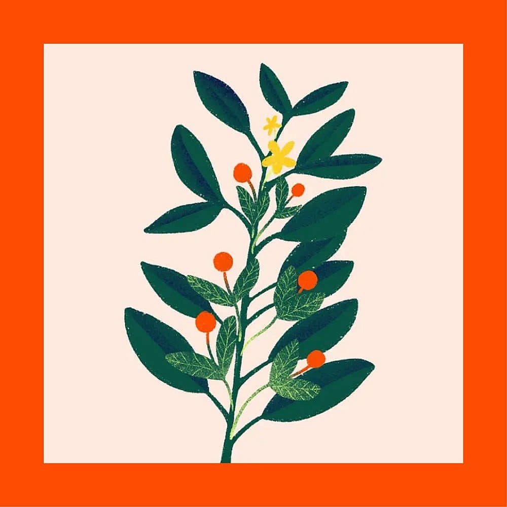 Illustration of a green leafy plant with small red berries and a single yellow flower, centered on a light background with a thick orange border.