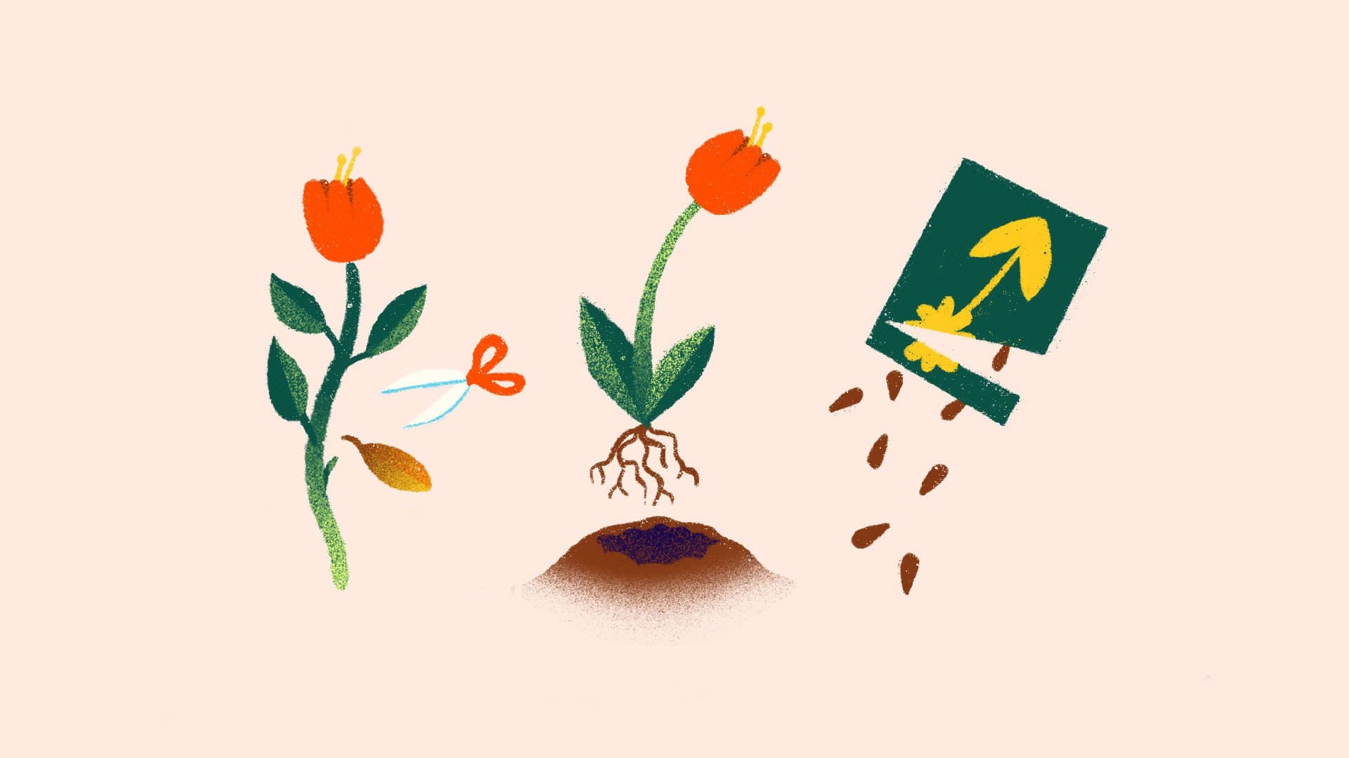 Illustration showing the life cycle of a flower: a blooming flower, a flower with roots and soil, and a hand pouring seeds from a packet onto the ground.