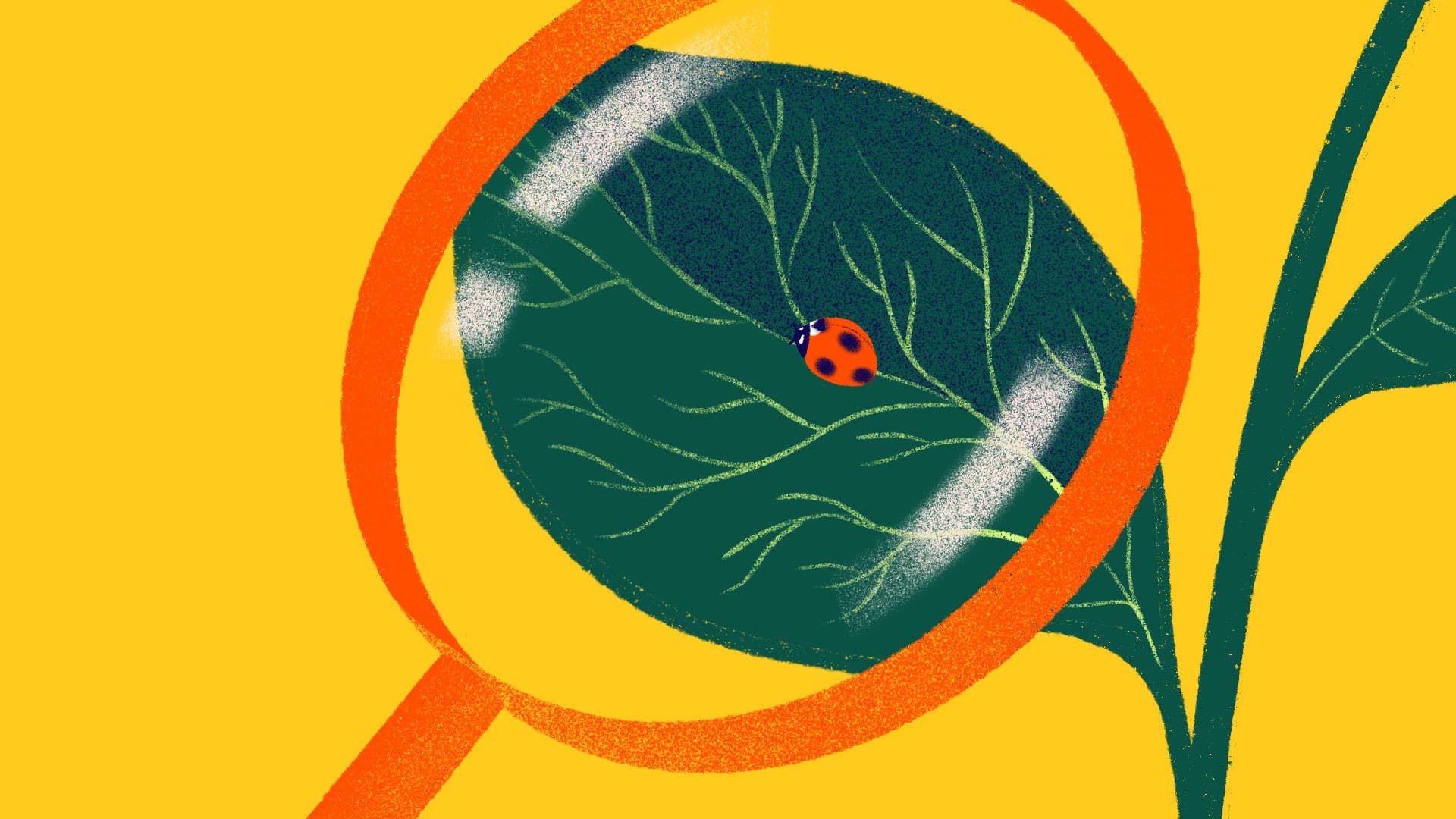 Illustration of a large orange magnifying glass focusing on a green leaf with a small red and black ladybug. The background is bright yellow, highlighting the detailed leaf veins and the insect.
