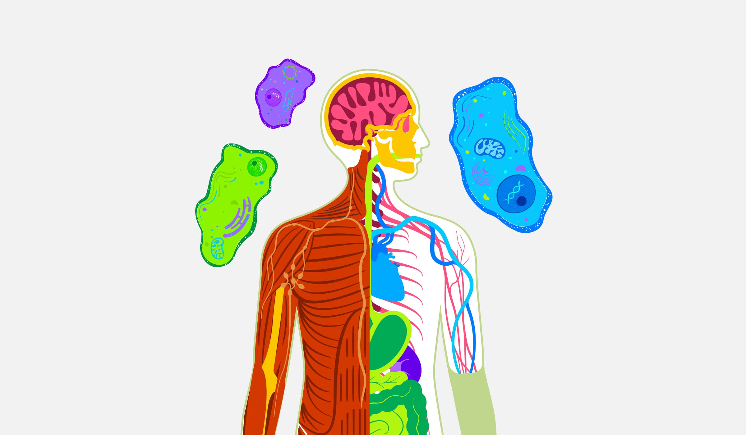 Illustration of a human anatomy with organs and bodily systems displayed, surrounded by colorful cell illustrations. The image features a cross-section view showing muscles, brain, heart, veins, and internal organs. Surrounding cells are depicted in green, purple, and blue.