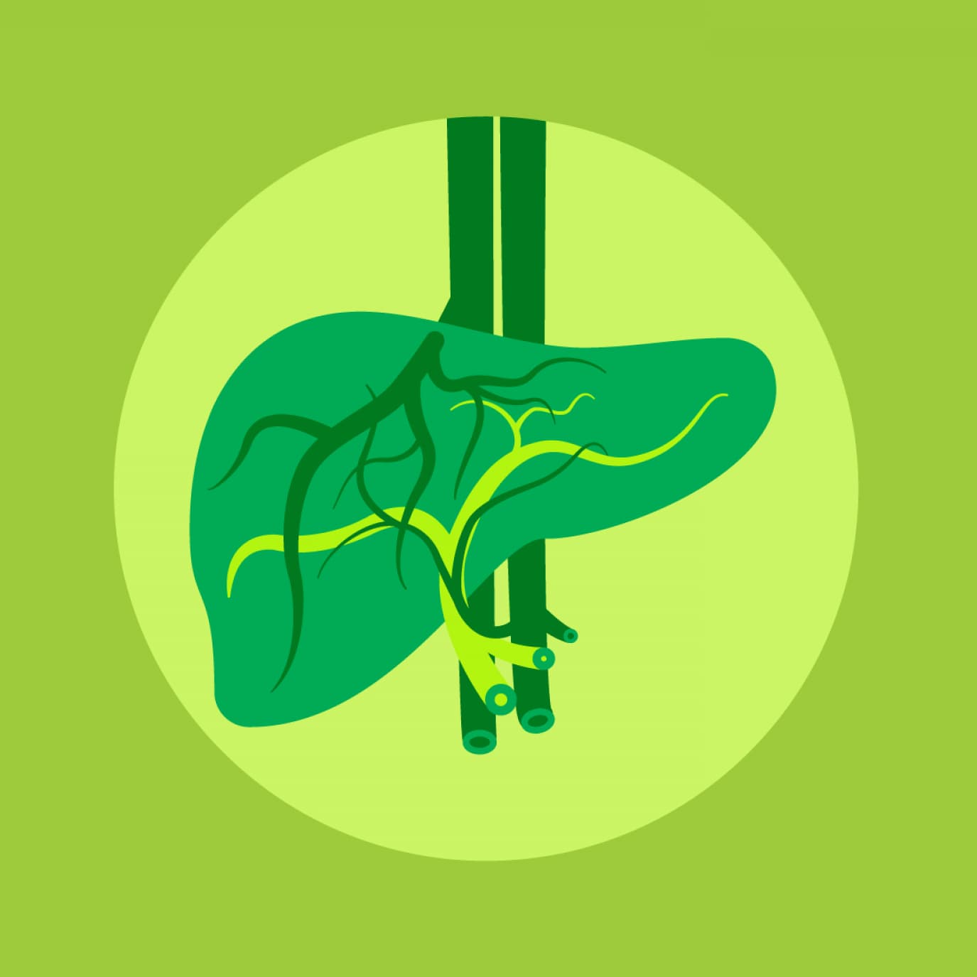 Illustration of a human liver in shades of green, displaying internal structures like bile ducts and blood vessels in yellow and dark green, set against a circular light green background.