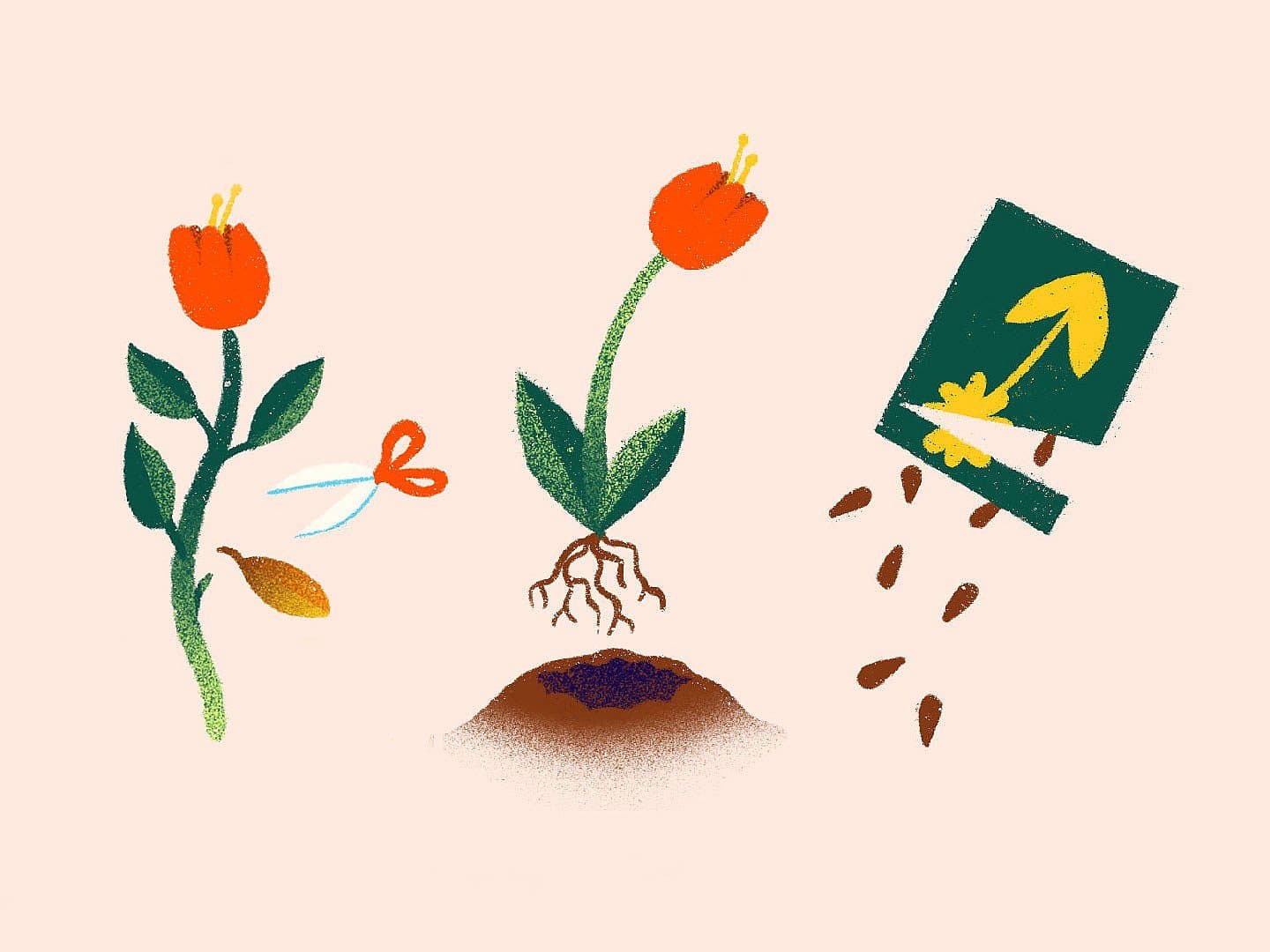 Illustration showing the life cycle of a flower: a blooming flower, a flower with roots and soil, and a hand pouring seeds from a packet onto the ground.
